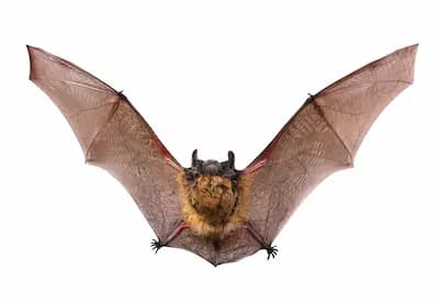 bat removal huntsville