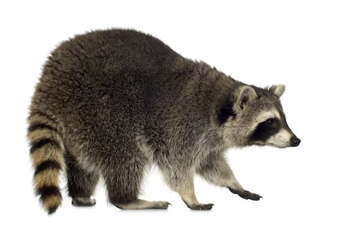 raccoon removal huntsville