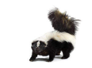 Skunk Removal Huntsville